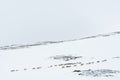 Reindeer herd wintertime Sweden Royalty Free Stock Photo