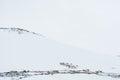 Reindeer herd wintertime Sweden Royalty Free Stock Photo