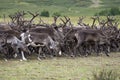 Reindeer in the herd. Yamal Royalty Free Stock Photo
