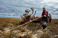 Reindeer herder in the tundra.