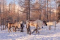 Mongolian Reindeer in Taica Bioecology at Khovsgol, Mongolia.