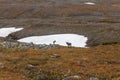 Reindeer herds in Sarek national park, Sweden