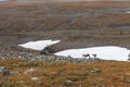 Reindeer herds in Sarek national park, Sweden