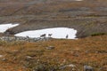 Reindeer herds in Sarek national park, Sweden
