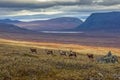 Reindeer herds in Sarek national park, Sweden