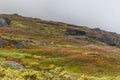 Reindeer herds in Sarek national park, Sweden