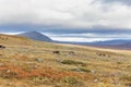 Reindeer herds in Sarek national park, Sweden, selective focus