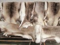 Reindeer hides for sale in a Norwegian shop. Royalty Free Stock Photo