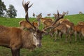 Reindeer in the highlands of Scotland