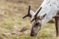 Reindeer closeup