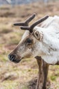 Reindeer on a hill Royalty Free Stock Photo