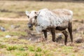 Reindeer on a hill Royalty Free Stock Photo