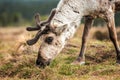 Reindeer on a hill Royalty Free Stock Photo