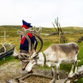 Reindeer in Honningsvag tundra, Norway