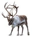 Reindeer with antlers isolated on the white background