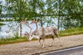 Reindeer in Lapland FInland