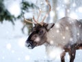 Reindeer in Lapland, Northern Finland Royalty Free Stock Photo