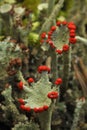 Reindeer lichen Royalty Free Stock Photo