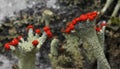 Reindeer lichen