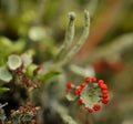 Reindeer lichen Royalty Free Stock Photo