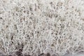 Reindeer lichen - Cladonia rangiferina Royalty Free Stock Photo