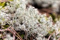 Reindeer lichen Cladonia rangiferina Royalty Free Stock Photo