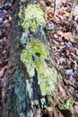 Reindeer Lichen - Cladonia rangiferina - 2 Royalty Free Stock Photo