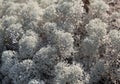 Reindeer lichen, close-up