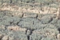 Reindeer lichen, close-up