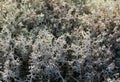 Reindeer lichen, close-up