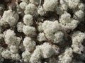Reindeer lichen, close-up Royalty Free Stock Photo