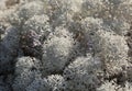 Reindeer lichen, close-up