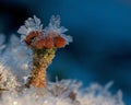 Reindeer lichen covered with ice crystals during winter Royalty Free Stock Photo