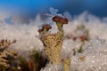 Reindeer lichen covered with ice crystals during winter Royalty Free Stock Photo