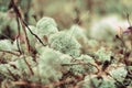 Reindeer lichen macro in soft light and focus. Natural Background Royalty Free Stock Photo