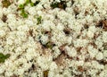 Reindeer lichen in tundra, close-up