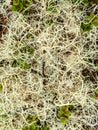 Reindeer lichen in tundra, close-up