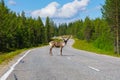 Reindeer on main road Royalty Free Stock Photo