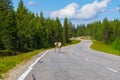 Reindeer on main road running away Royalty Free Stock Photo