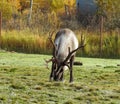 Reindeer with big horns grazing on a sunny da