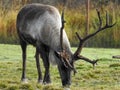 Reindeer with big horns grazing on a sunny day
