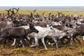 Migration of reindeer