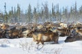 Reindeer migrate in the tundra Royalty Free Stock Photo