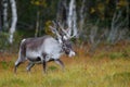 Reindeer in the moor, autumn Royalty Free Stock Photo