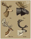 Reindeer, moose, eurasian elk, doe roe deer and stag vector hand drawn illustration, engraved wild animals with antlers Royalty Free Stock Photo