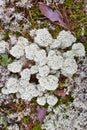 Reindeer moss