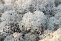 Reindeer moss