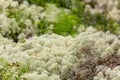 Reindeer moss and blueberry bushes close up Royalty Free Stock Photo