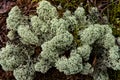 Reindeer moss growing in high arctic forest.