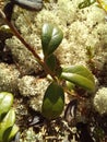 Reindeer moss and lingo berry leaves in the forest